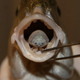 Image for article titled Fishing linked to higher percentage of tongue-eating, blood-drinking mouth leeches from Hell